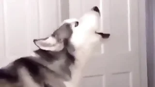Furry Gay XXX 2